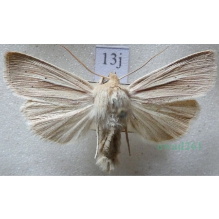 Mythimna impura (Hübner, 1808) Mokradlica bezwstydniczka Czech13j